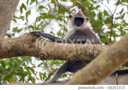 Gray langur or Semnopithecus priam thersites sits on tree Gray langur or Semnopithecus priam thersites sits on tree 88201315