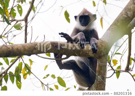 Gray langur or Semnopithecus priam thersites sits on tree 88201316
