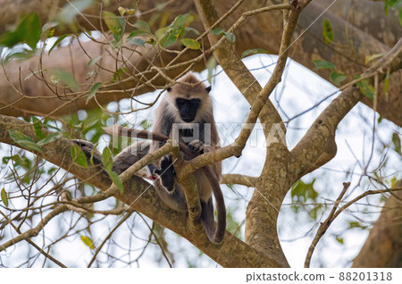 Gray langur or Semnopithecus priam thersites sits on tree Gray langur or Semnopithecus priam thersites sits on tree 88201318