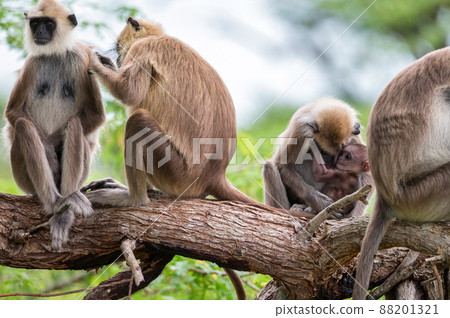 Gray langur or Semnopithecus priam thersites sits on tree Gray langur or Semnopithecus priam thersites sits on tree 88201321
