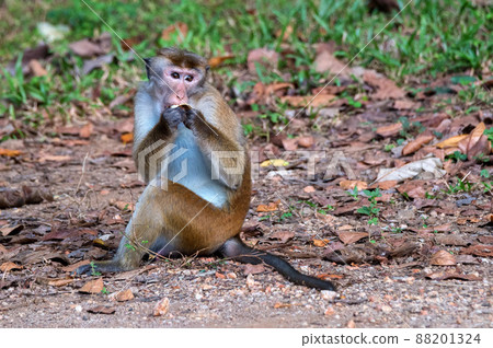Sri-Lankan toque macaque or Macaca sinica in wild Sri-Lankan toque macaque or Macaca sinica in wild 88201324