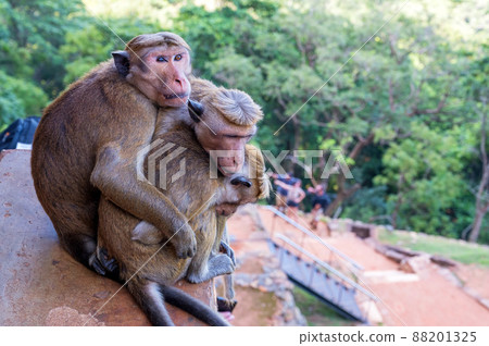 Group of Sri-Lankan toque macaque or Macaca sinica in wild 88201325