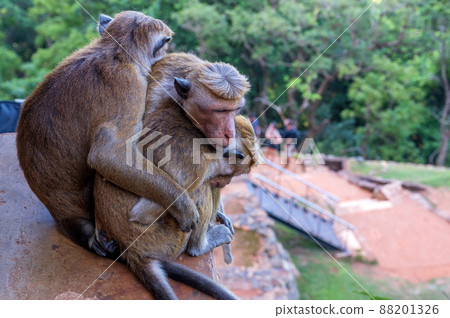 Group of Sri-Lankan toque macaque or Macaca sinica in wild Group of Sri-Lankan toque macaque or Macaca sinica in wild 88201326