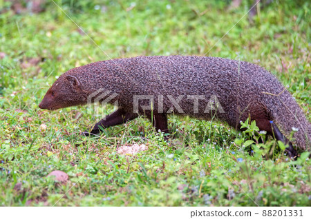 Wild ruddy mongoose or Urva smithii in wild 88201331