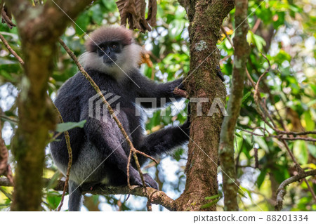Purple-faced langur or Semnopithecus vetulus in the jungle 88201334