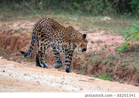 Leopard or Panthera pardus kotya walks on road 88201341