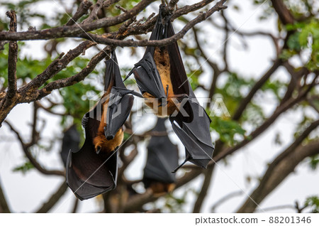 Indian flying-foxes or Pteropus medius hanging in a tree 88201346