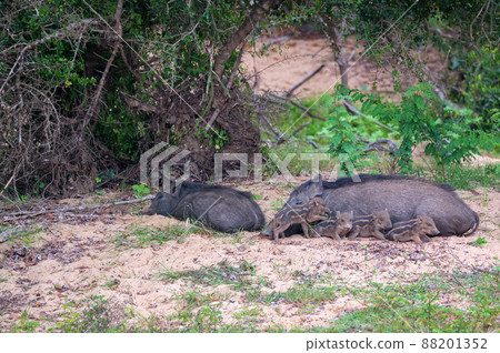 Indian boar or Sus scrofa cristatus with piglets 88201352