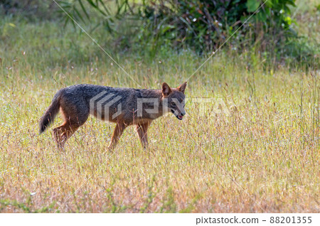 Golden jackal or Canis aureus in natural habitat Golden jackal or Canis aureus in natural habitat 88201355