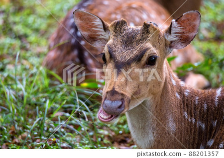 Single spotted deer or Axis in wild Single spotted deer or Axis in wild 88201357