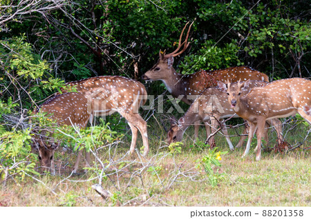 Herd spotted deer or Axis in wild Herd spotted deer or Axis in wild 88201358