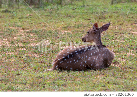 Single spotted deer or Axis in wild Single spotted deer or Axis in wild 88201360