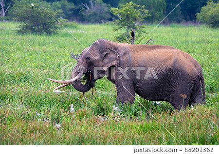 Asian tusker elephant or elephas maximus in wild jungle Asian tusker elephant or elephas maximus in wild jungle 88201362