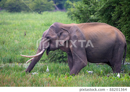 Asian tusker elephant or elephas maximus in wild jungle Asian tusker elephant or elephas maximus in wild jungle 88201364