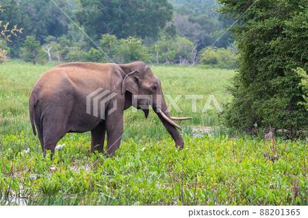 Asian tusker elephant or elephas maximus in wild jungle 88201365