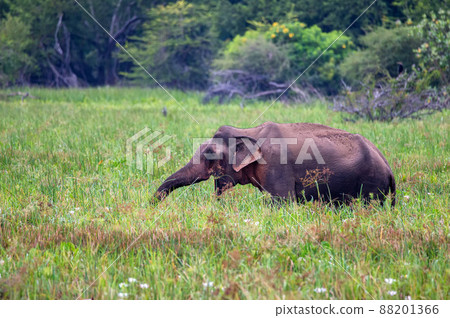 Asian elephant or elephas maximus in wild jungle 88201366