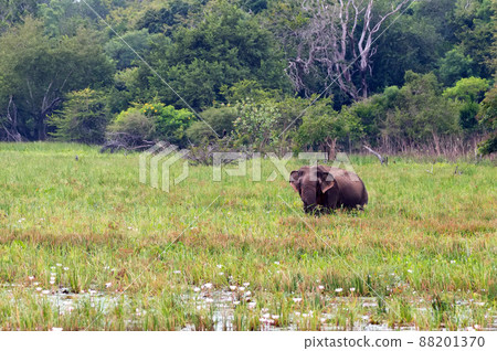 Asian elephant or elephas maximus in wild jungle Asian elephant or elephas maximus in wild jungle 88201370