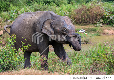 Asian elephant or elephas maximus in wild jungle Asian elephant or elephas maximus in wild jungle 88201377