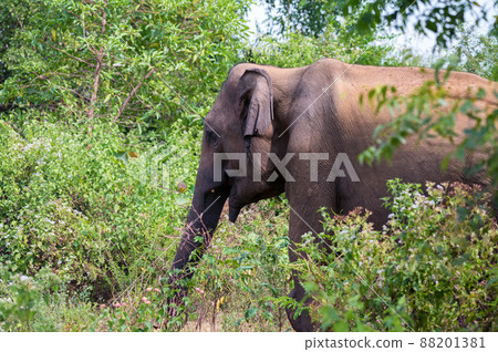 Asian elephant or elephas maximus in wild jungle 88201381