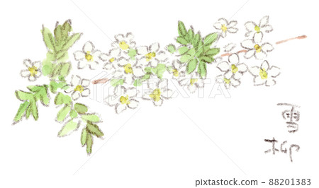 Watercolor illustration of Spiraea thunbergii (Yukiyanagi), a pretty white flower that blooms in spring 88201383