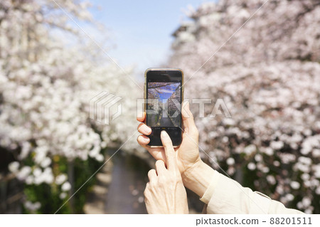 A woman's hand shooting a cherry blossom in full bloom with a smartphone 88201511