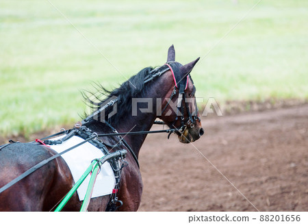 Racehorses participating in horse racing 88201656