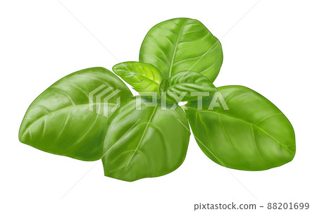 Basil herbs 88201699