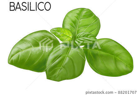 Herb basil with name Stock Illustration 88201707 PIXTA