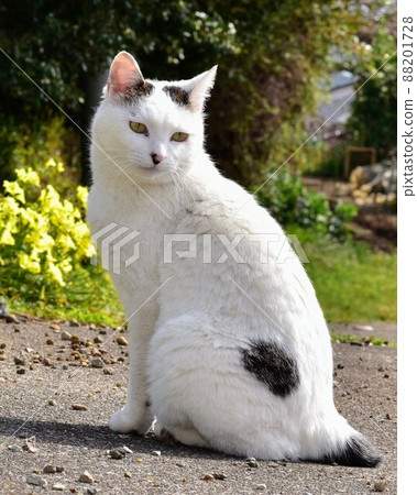 日本短尾貓 日本貓步 88201728