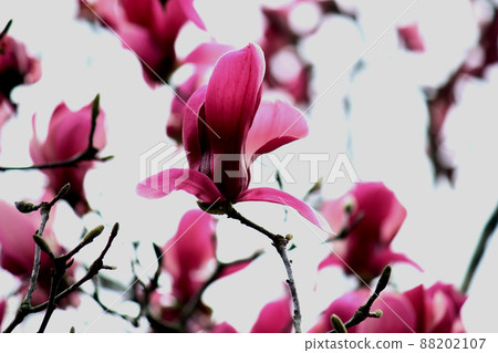 Magnolia 88202107