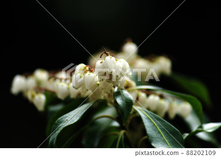 阿塞比花 88202109