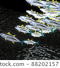 Fish school 88202157