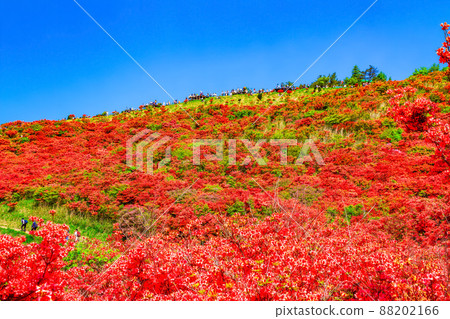 葛城山 鮮豔的山杜鵑花的壯麗景色 葛城山 鮮豔的山杜鵑花的壯麗景色 88202166