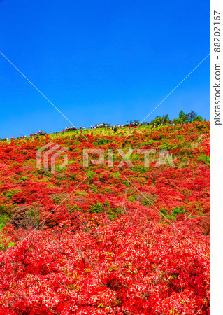 葛城山 鮮豔的山杜鵑花的壯麗景色 葛城山 鮮豔的山杜鵑花的壯麗景色 88202167
