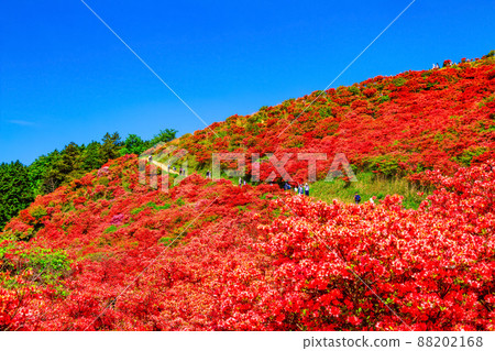 葛城山 鮮豔的山杜鵑花的壯麗景色 葛城山 鮮豔的山杜鵑花的壯麗景色 88202168