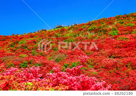 葛城山 鮮豔的山杜鵑花的壯麗景色 葛城山 鮮豔的山杜鵑花的壯麗景色 88202180