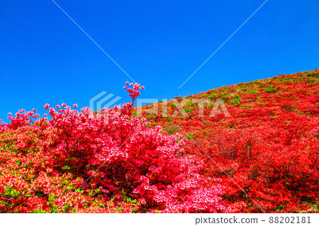 葛城山 鮮豔的山杜鵑花的壯麗景色 葛城山 鮮豔的山杜鵑花的壯麗景色 88202181