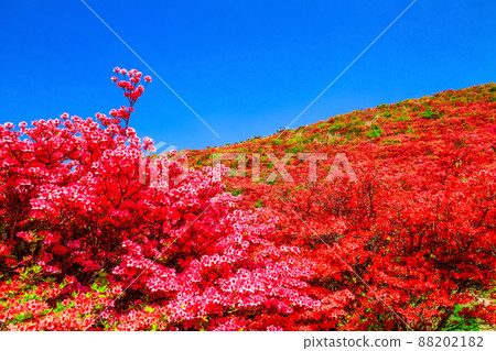 葛城山 鮮豔的山杜鵑花的壯麗景色 葛城山 鮮豔的山杜鵑花的壯麗景色 88202182