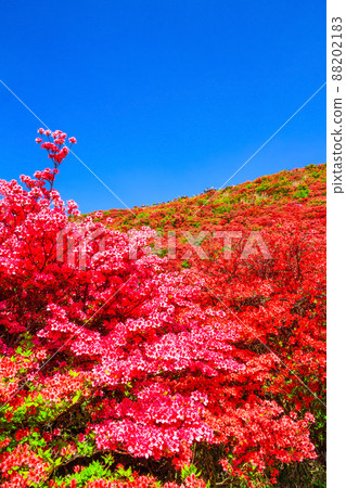 葛城山 鮮豔的山杜鵑花的壯麗景色 葛城山 鮮豔的山杜鵑花的壯麗景色 88202183