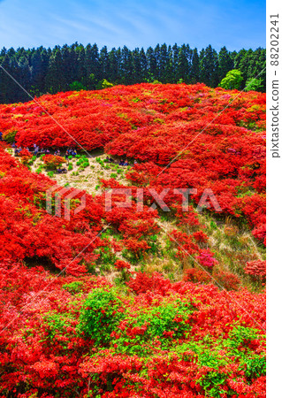 葛城山 鮮豔的山杜鵑花的壯麗景色 葛城山 鮮豔的山杜鵑花的壯麗景色 88202241