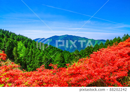 葛城山和金剛山的大和辻 葛城山和金剛山的大和辻 88202242