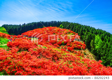 葛城山 鮮豔的山杜鵑花的壯麗景色 葛城山 鮮豔的山杜鵑花的壯麗景色 88202243