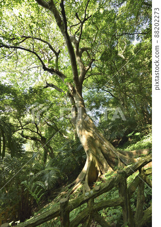 Big tree growing in primeval forest in natural environment Big tree growing in primeval forest in natural environment 88202273