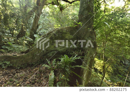 Big tree growing in primeval forest in natural environment Big tree growing in primeval forest in natural environment 88202275