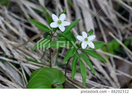 Anemone debilis (Shiretoko, Hokkaido) 88202312