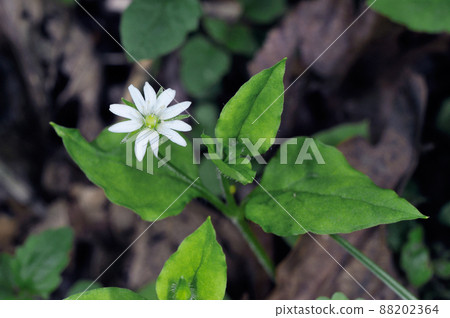 美山箱部(北海道知床) 美山箱部(北海道知床) 88202364