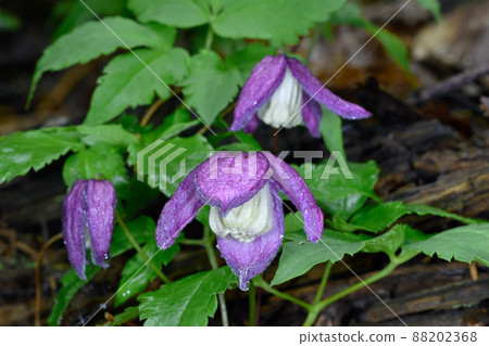 Miyama Hanshozuru (Shiretoko, Hokkaido) Miyama Hanshozuru (Shiretoko, Hokkaido) 88202368