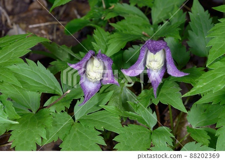 Miyama Hanshozuru (Shiretoko, Hokkaido) 88202369