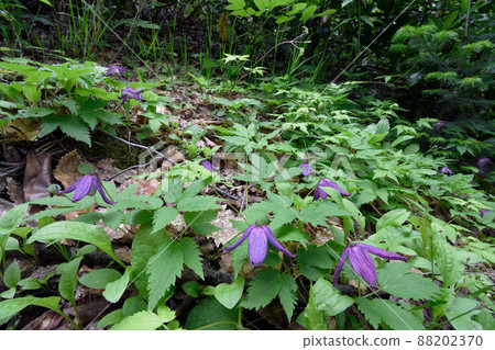 Clematis alpina (Hokkaido, Shiretoko) Clematis alpina (Hokkaido, Shiretoko) 88202370