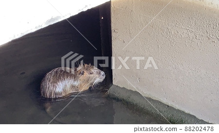 Nutria Aqueduct Animal Discovery Mouse Rice Field 88202478